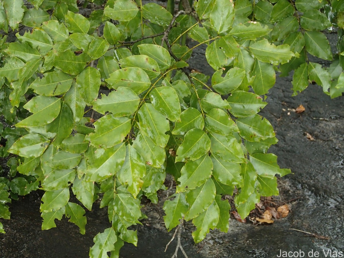 Cassia fistula L.